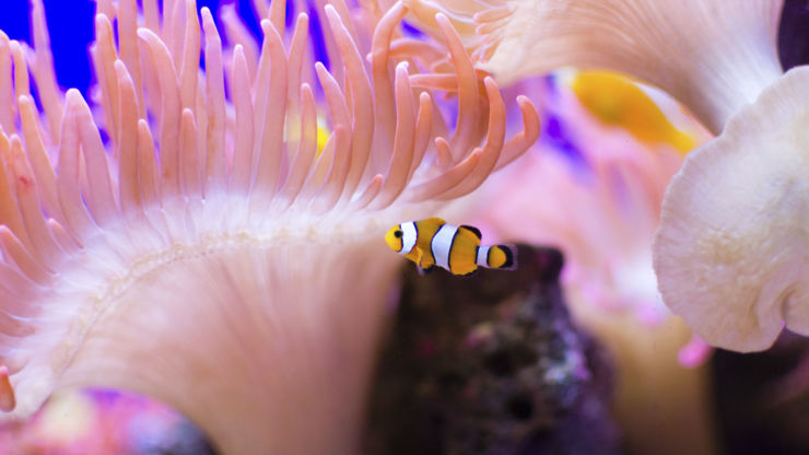 Clownfish and colourful coral at the Great Barrier Reef, Australia
